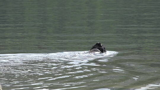一只狗在湖里游泳