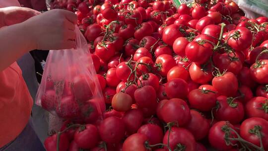 【镜头合集】赶大集购买西红柿番茄圣女果视频素材模板下载