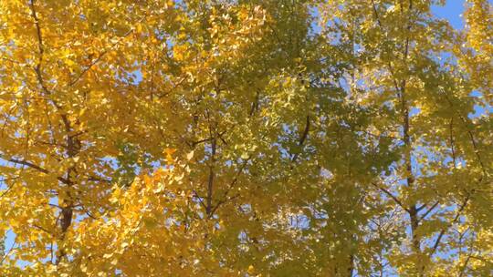 秋天里金黄唯美的阳光银杏树金色秋天树叶