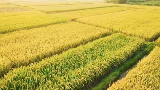田野中成熟的金黄稻田