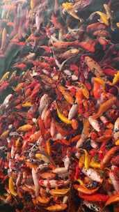 竖屏鱼塘流动的红色锦鲤金鱼群景观