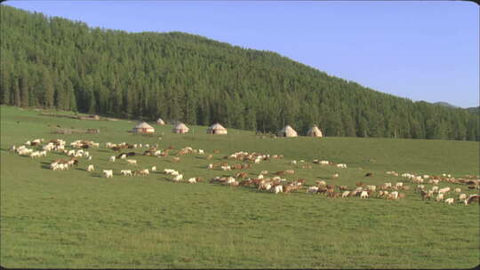 草原牧民放牧牛羊成群3