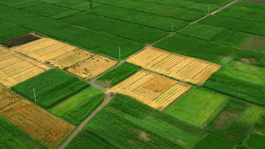 黄河边播种的庄稼、金色麦田绿洲、黄河灌溉