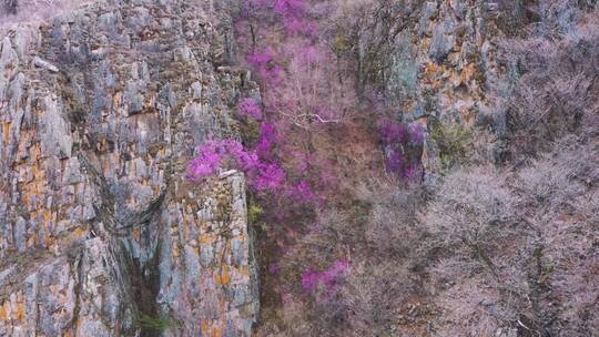 扎兰屯杜鹃花 4k高清视频