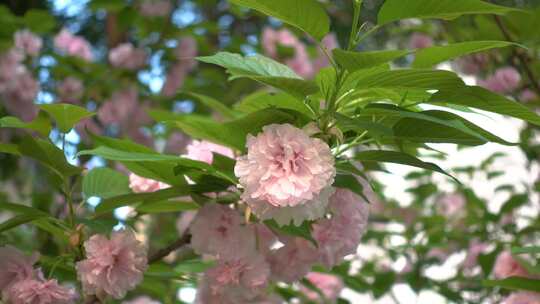 长沙市植物园日本晚樱盛开