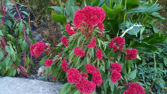 大自然美丽的红色鸡冠花植物