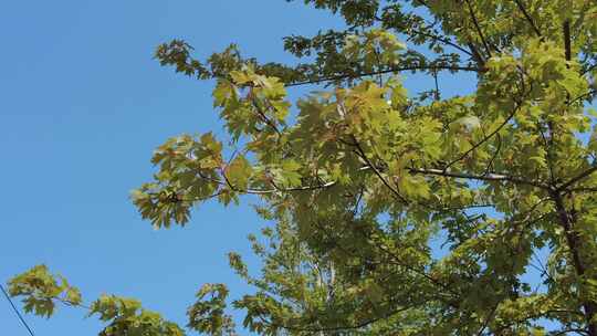 城市公园绿色植物花草实拍