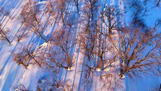 东北冬天吉林长白山雪景森林光影视频素材模板下载