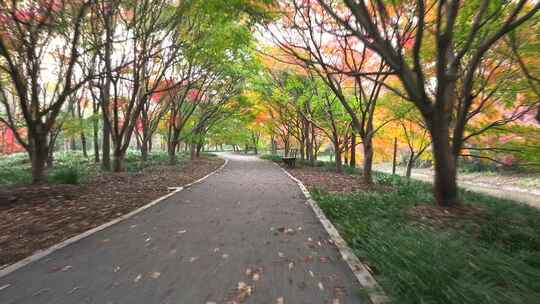 上海金山花开海上  红枫叶 红枫大道