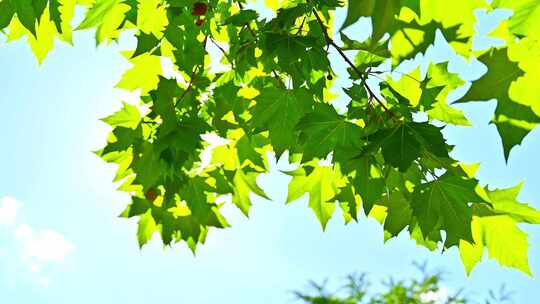 夏天公园园林里，阳光下的森林树叶透光光晕