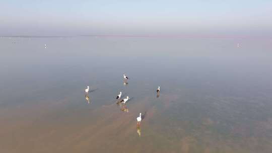 鄱阳湖候鸟越冬航拍视频素材模板下载