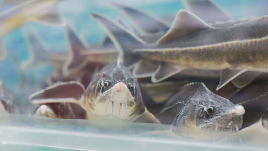 超市里的鲜鱼通过水族馆的玻璃特写