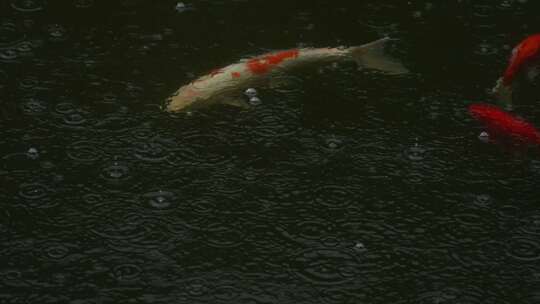 雨中畅游的锦鲤实拍