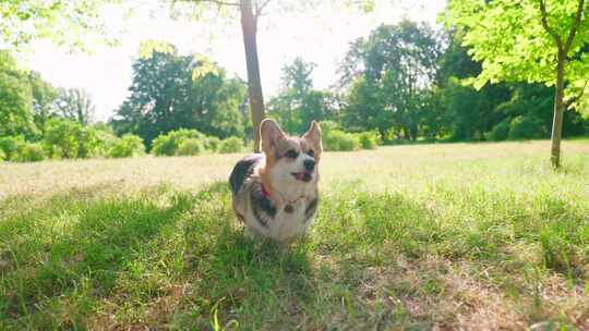 柯基犬，狗，宠物，犬