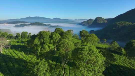 航拍云雾缭绕的茶山