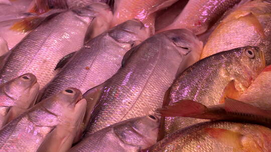 农贸市场里的海鲜产品鱼视频素材模板下载