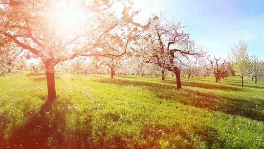 穿梭桃树林、春天的树木中穿梭，日落