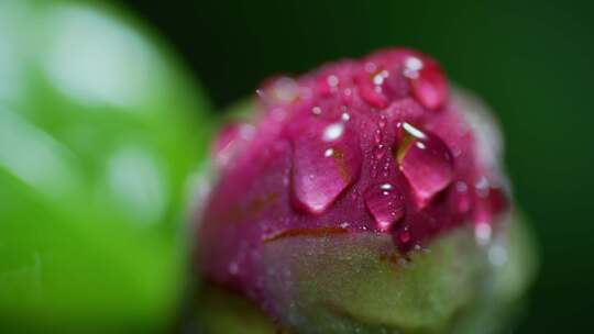 春天雨后含苞欲放的茶花粉色山茶花