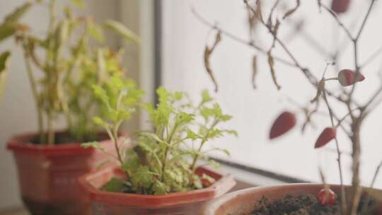 窗边盆栽绿植特写