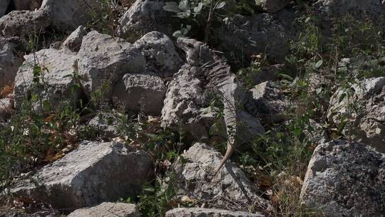 墨西哥奇琴伊察玛雅金字塔蜥蜴变色龙风景视频素材模板下载