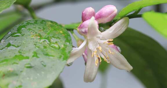 带雨珠的清新柠檬花花朵微距特写