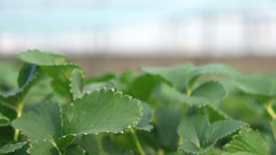 农民田间劳动种植蔬菜蔬菜大棚里的蔬菜草莓