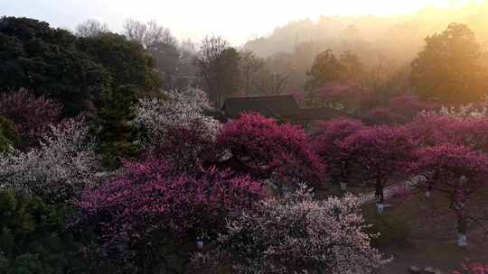 杭州植物园梅花