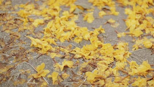 路上的黄色落叶