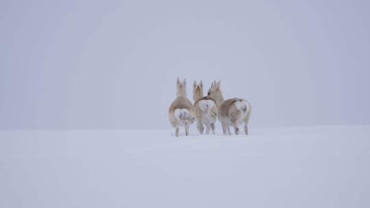 三只逃跑的黄羊蒙原羚视频素材模板下载