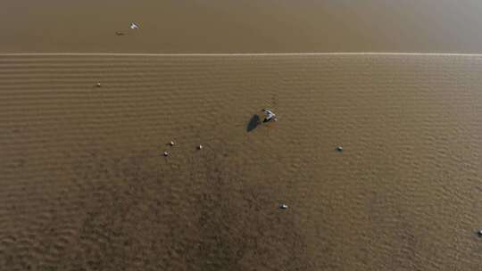 钱塘江潮水湿地滩涂鹭鸟候鸟