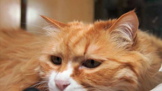 一只趴在窝里的的橘猫视频素材模板下载