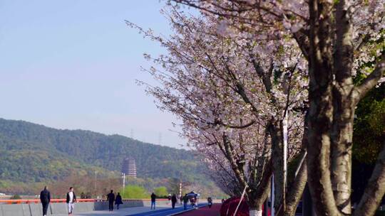 实拍杭州三月春天樱花盛开-樱花大道视频素材模板下载
