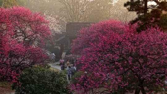 杭州植物园梅花