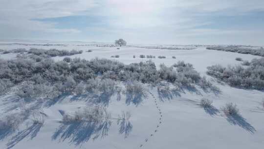 雪压樟子松、雾凇