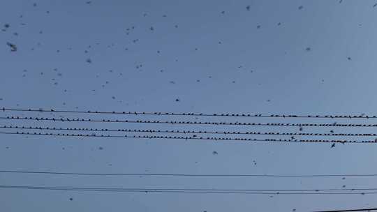 傍晚电线上成群的燕子飞来飞去飞鸟群鸟飞翔视频素材模板下载