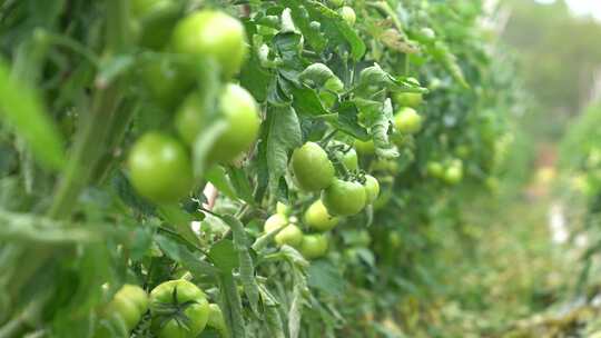 番茄 西红柿 有机 绿色