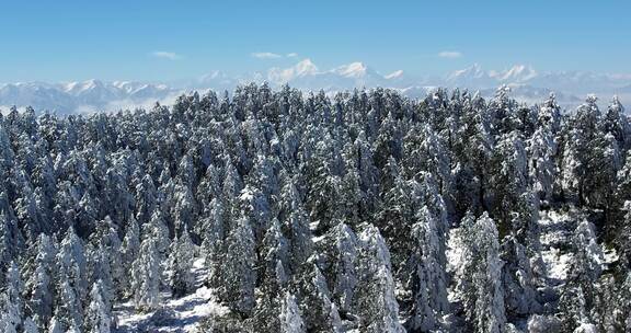 高清实拍瓦屋山冬天雪景雪山森林