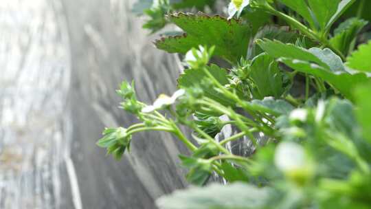 草莓园 农田 农业作物 水果 绿色植物 温室