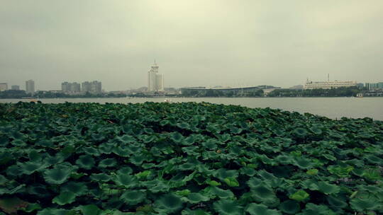 玄武湖 荷花 夏天 俯拍 南京 紫峰大厦 航拍