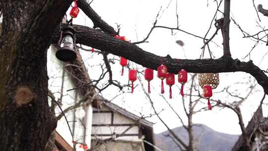树枝上悬挂的春节红灯笼