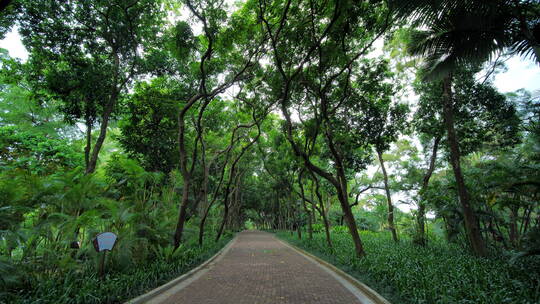 公园跑道林荫大道林间小路