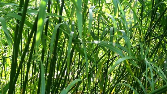 绿色植物阳光照射光影光线树叶