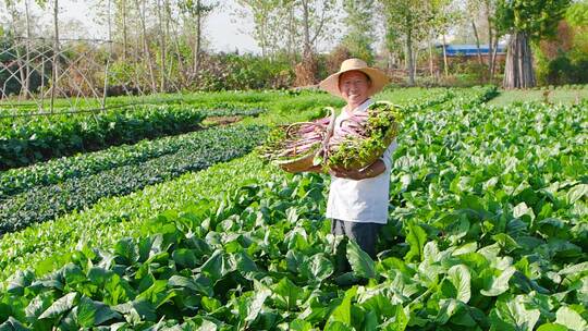 红菜苔素材