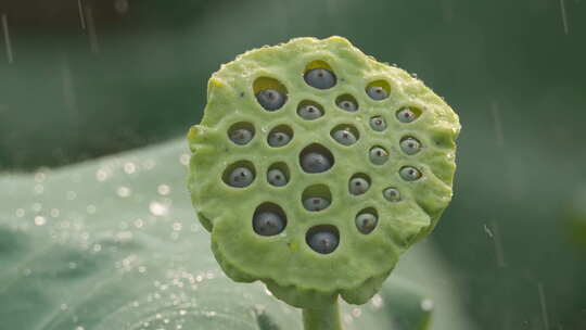 夏天清晨下雨水滋润莲蓬莲子