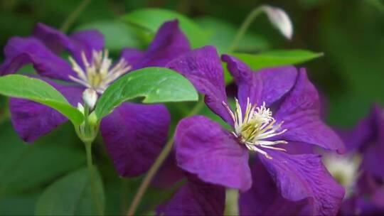 紫色的铁线莲花 (2)