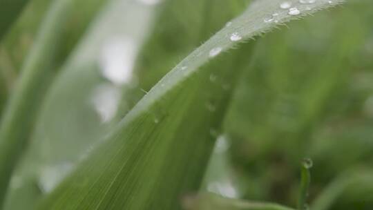 植物叶子上的雨滴视频素材模板下载