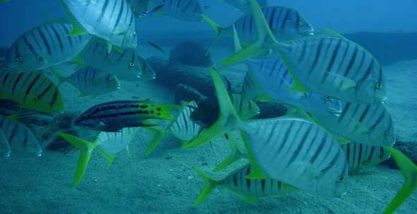 Golden Trevally，鱼，水下