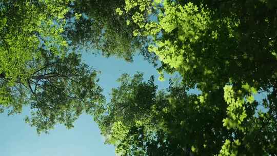 仰拍森林里的绿色和蓝天