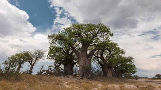 美丽的天空在贝恩斯猴面包树白天在恩赛潘，Makgadikgadi潘，博茨瓦纳。-低角度