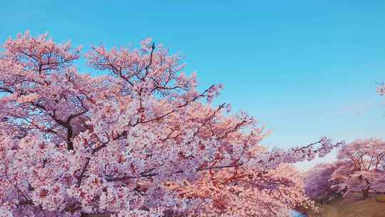 春天樱花粉色樱花盛开